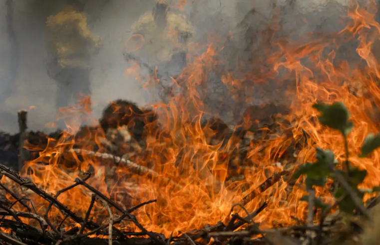 Fogo arrasa 88 milhões de hectares do Cerrado nos últimos 39 anos